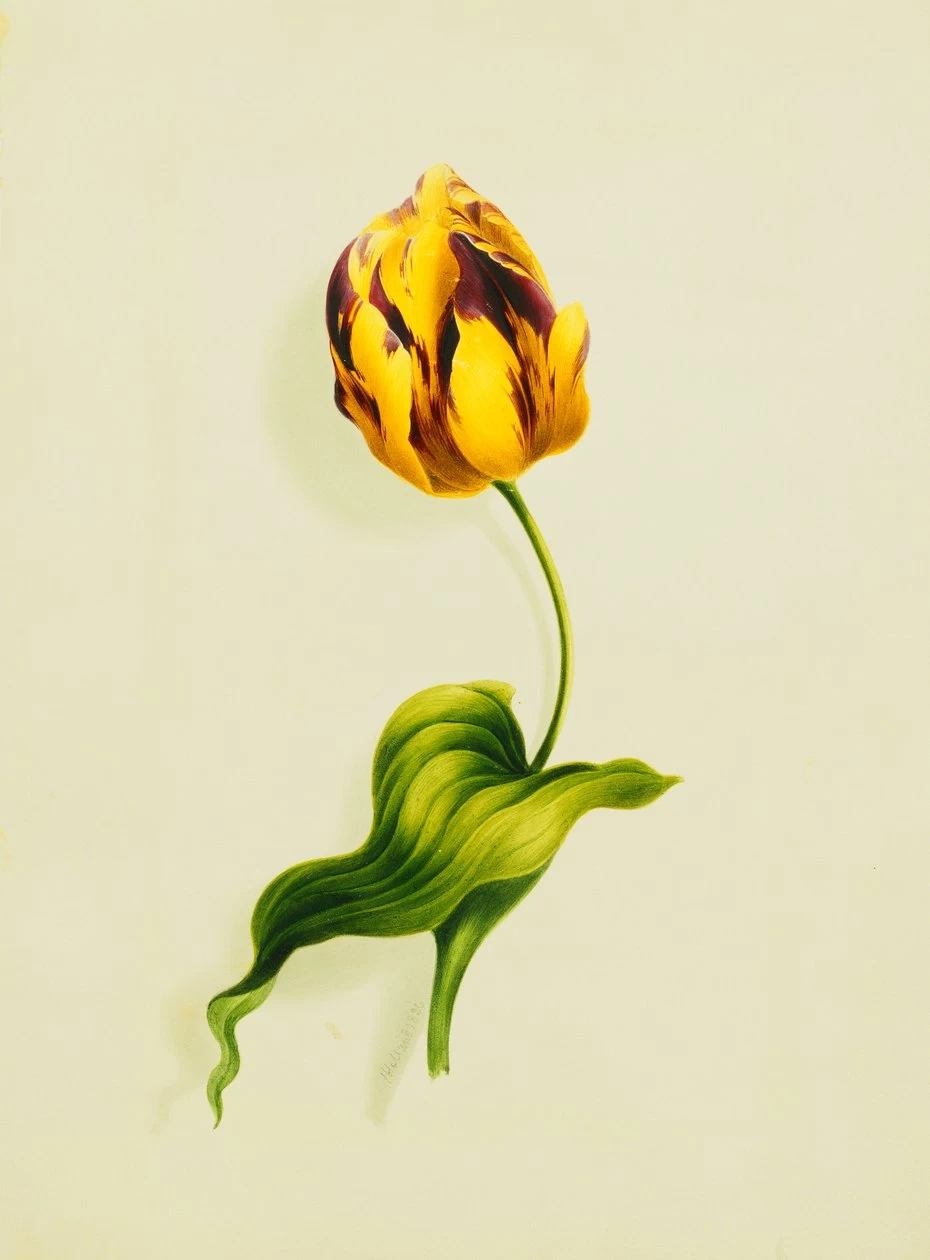 Un Tulipano